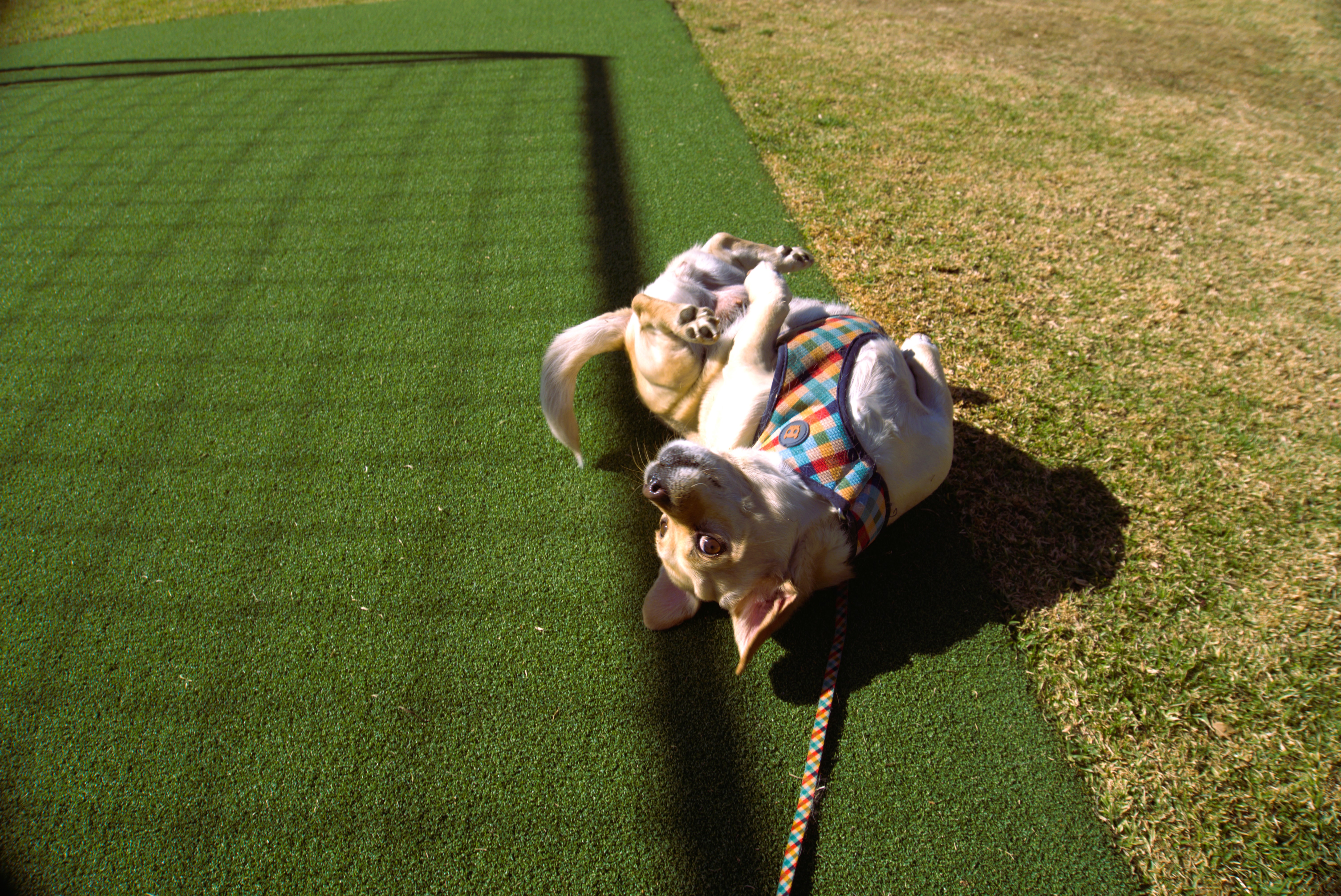 Dog playing in the park