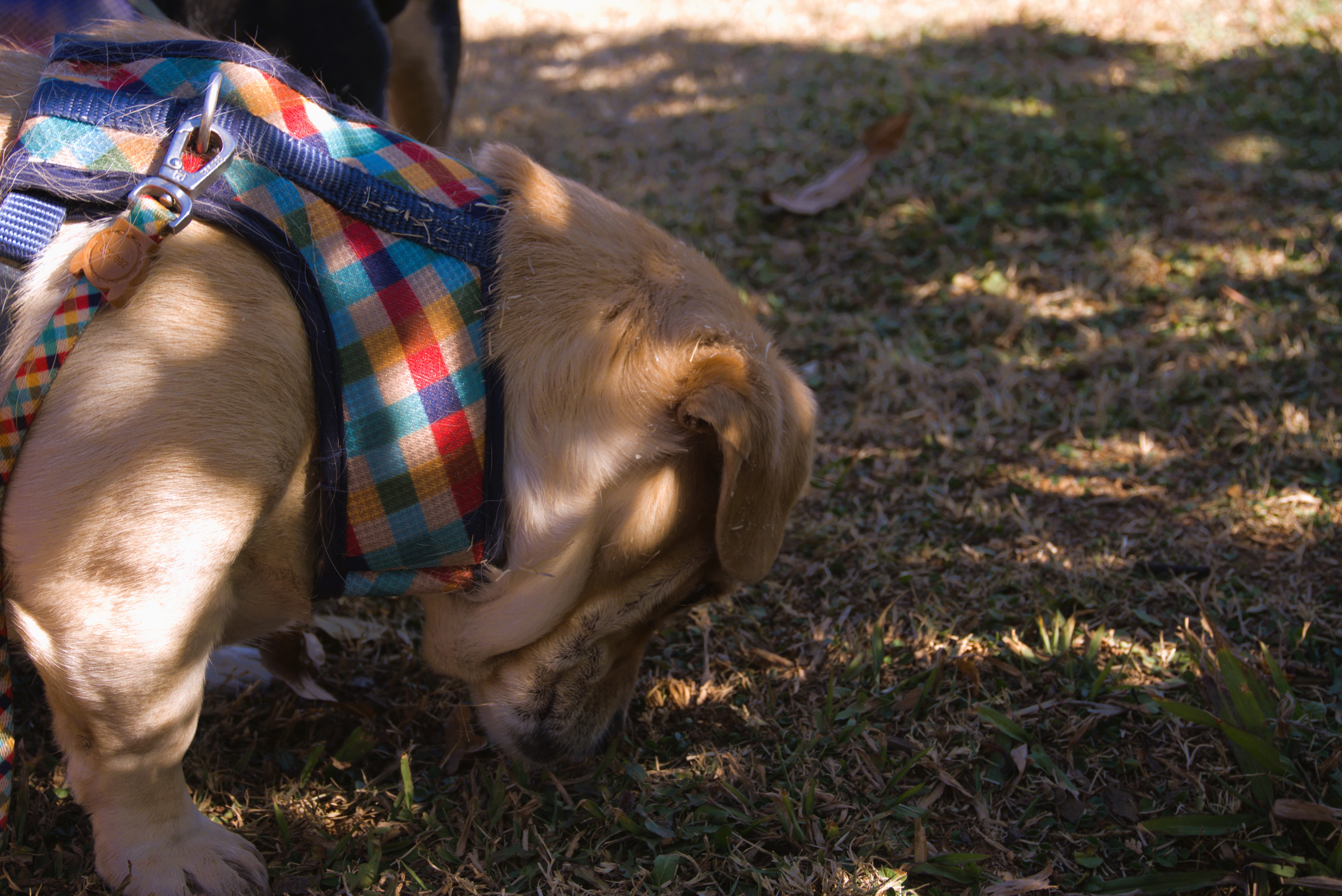 Dog enjoying a walk